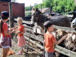 Állati kaland - Napközis tábor Sóskúton