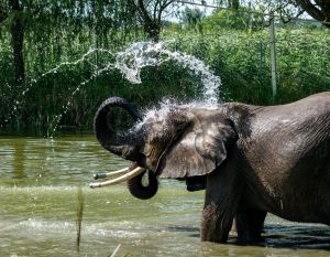 Kimba Elefánt Park Tábor